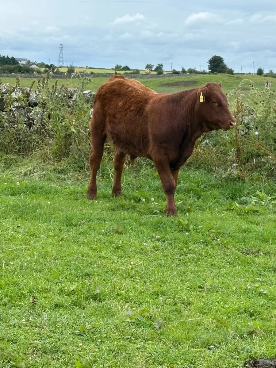Bull weanlings - Image 4