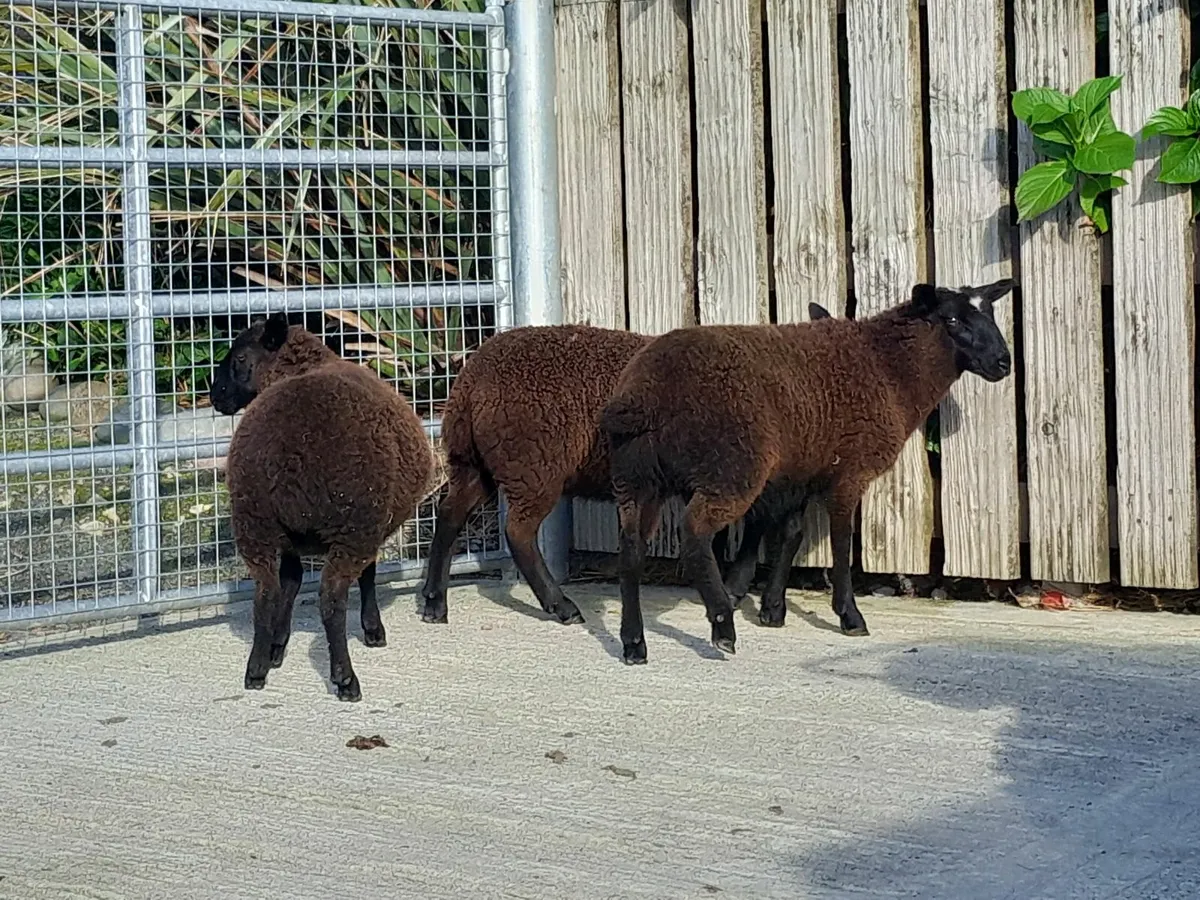 6 Black ewe lambs - Image 2