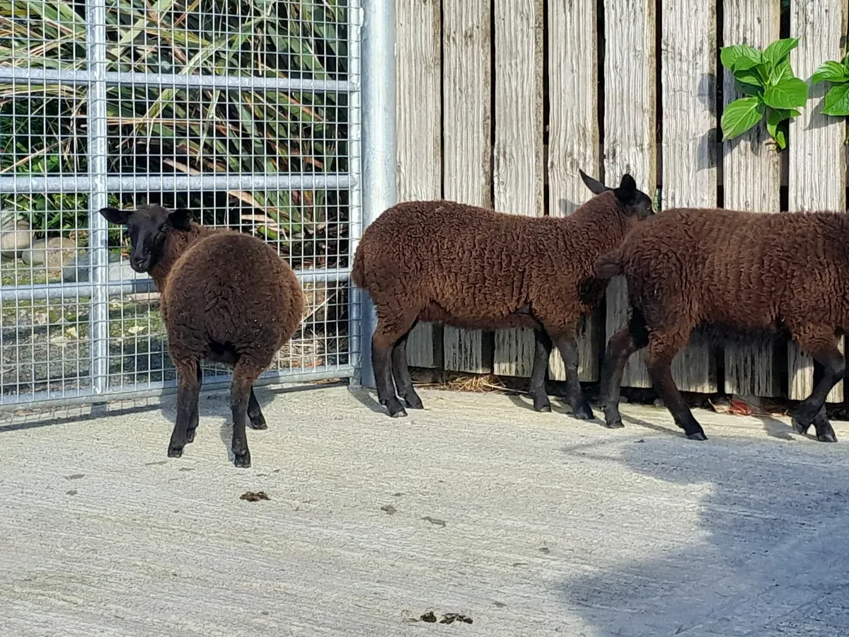 6 Black ewe lambs - Image 3