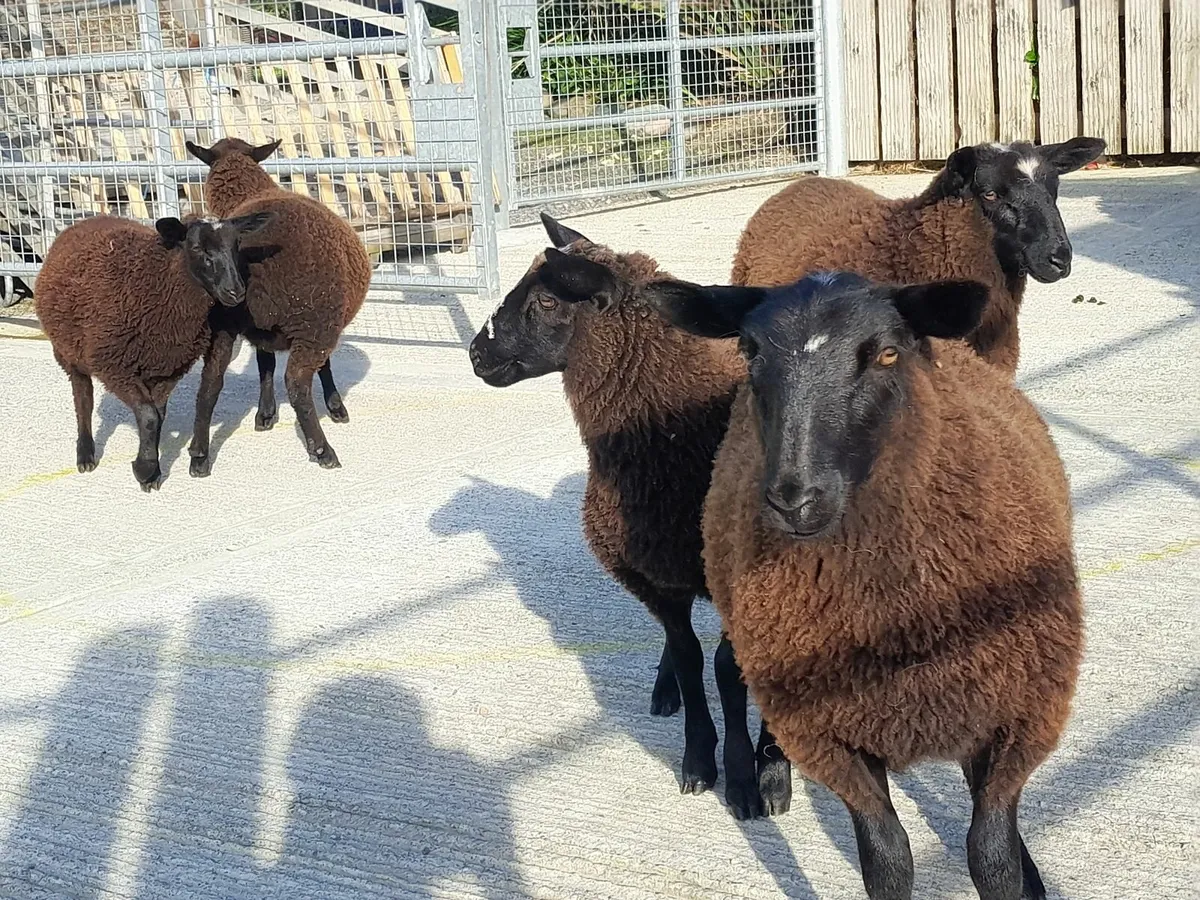 6 Black ewe lambs - Image 4