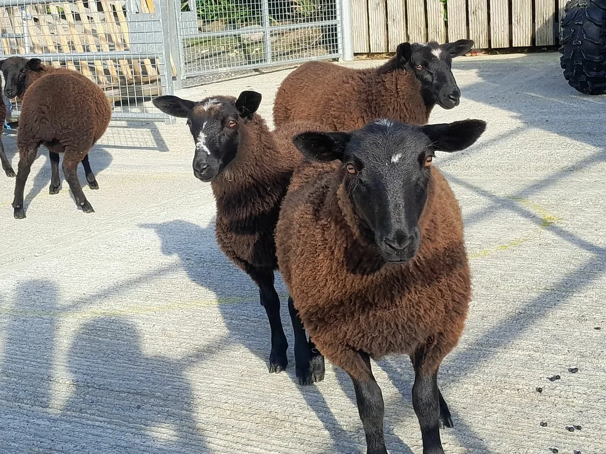 6 Black ewe lambs - Image 1