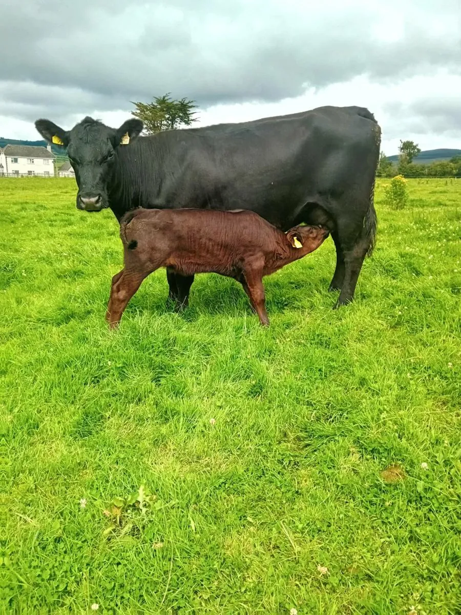 Pedigree Angus cow and Heifer calf - Image 1