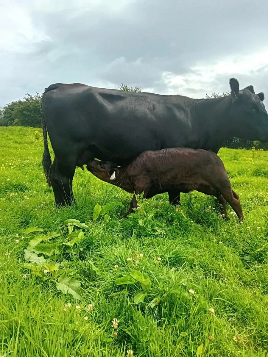 Pedigree Angus cow and Heifer calf - Image 3
