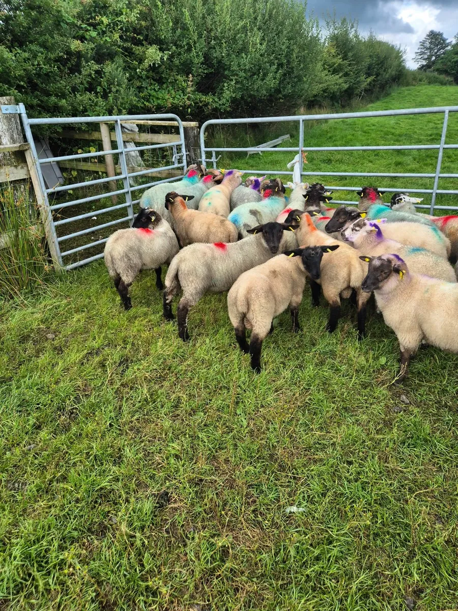 Sheep - Image 1