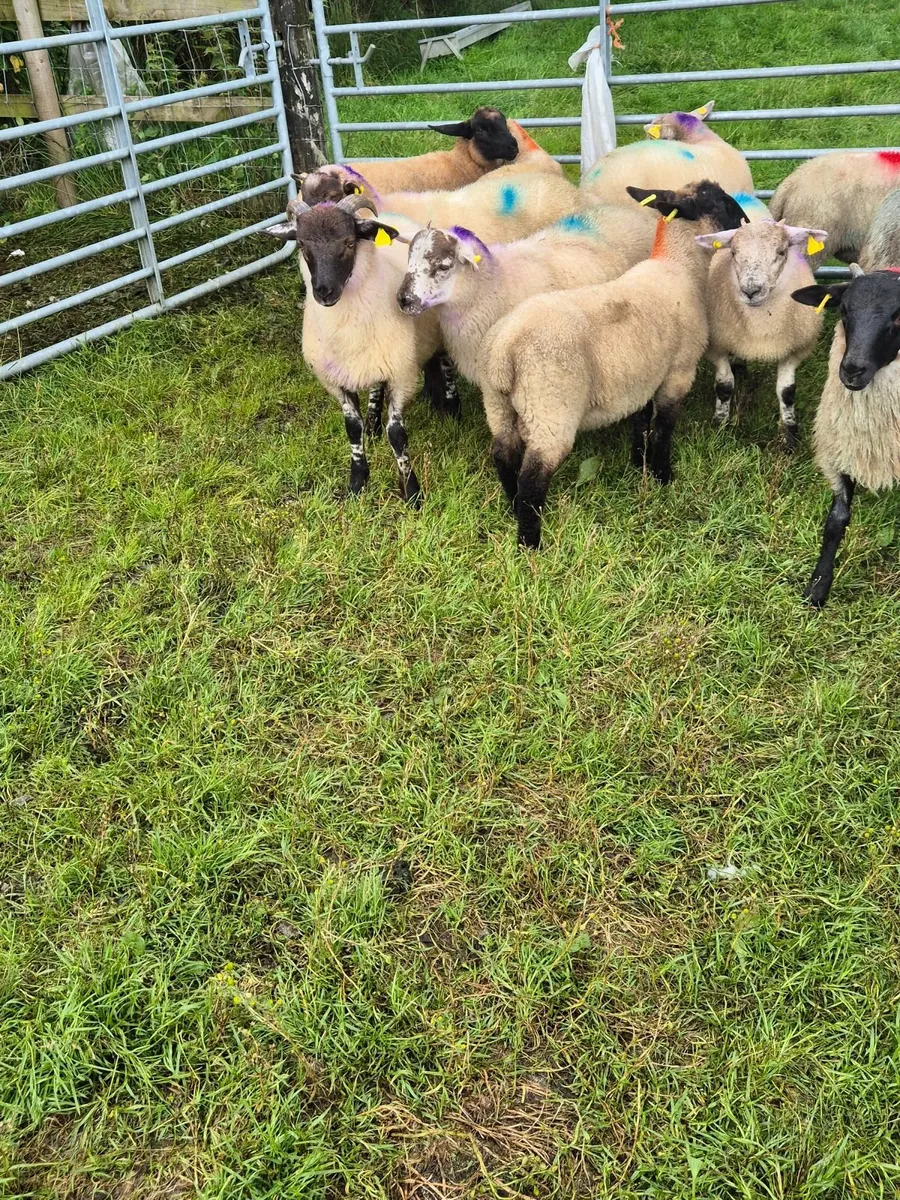 Sheep - Image 2