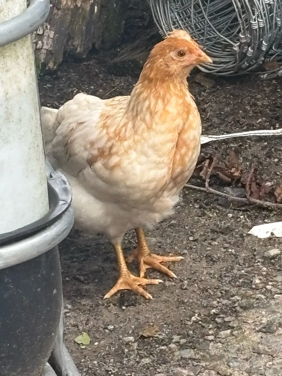 3 Pullett Hens - Image 2