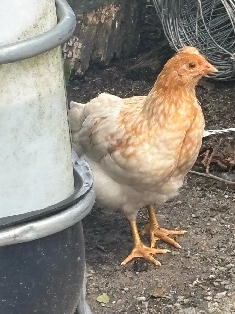 3 Pullett Hens - Image 3
