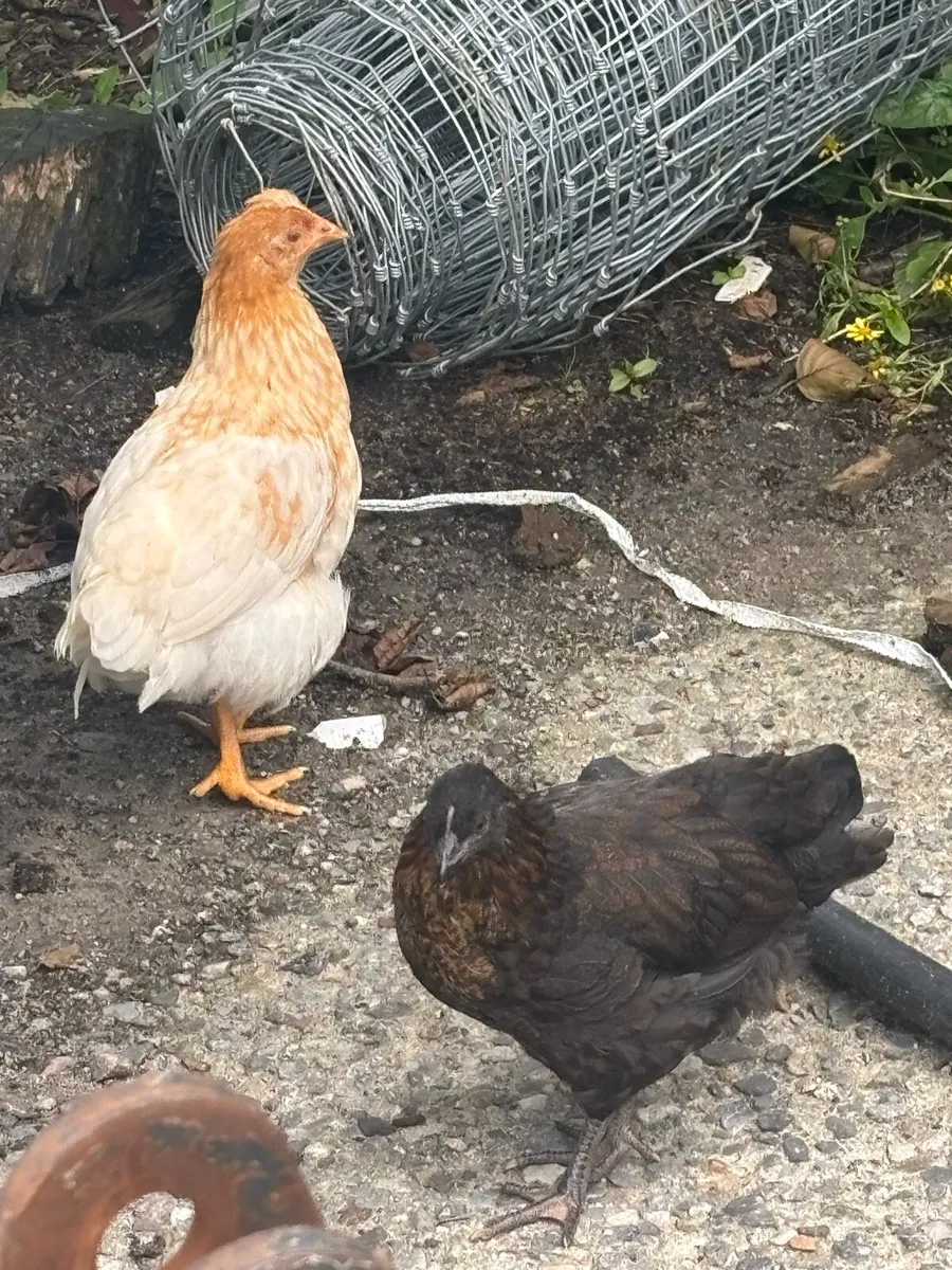 3 Pullett Hens - Image 4