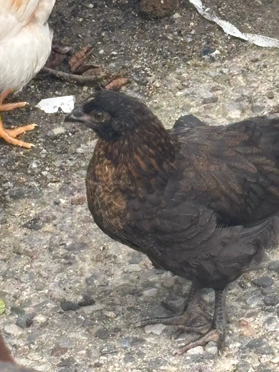 3 Pullett Hens - Image 1