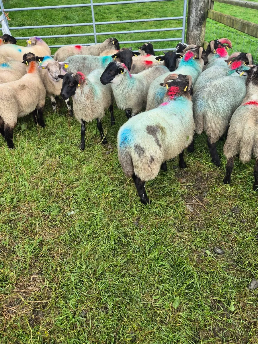 Sheep - Image 3