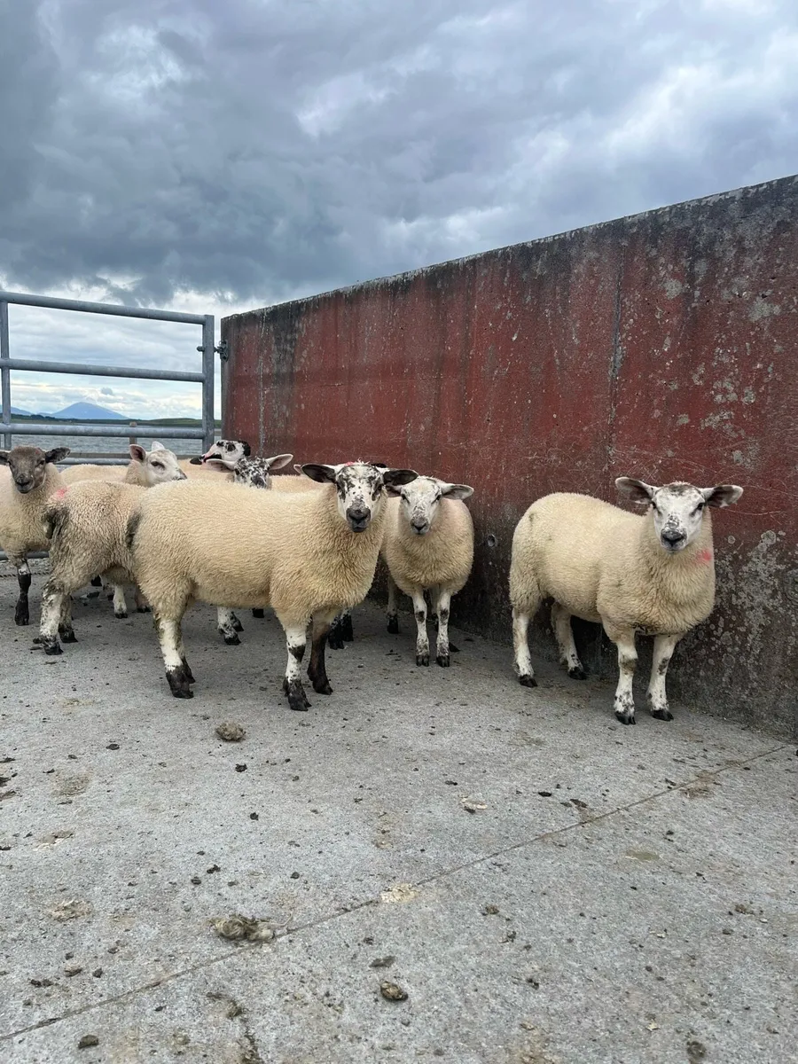 Ewe lambs - Image 1