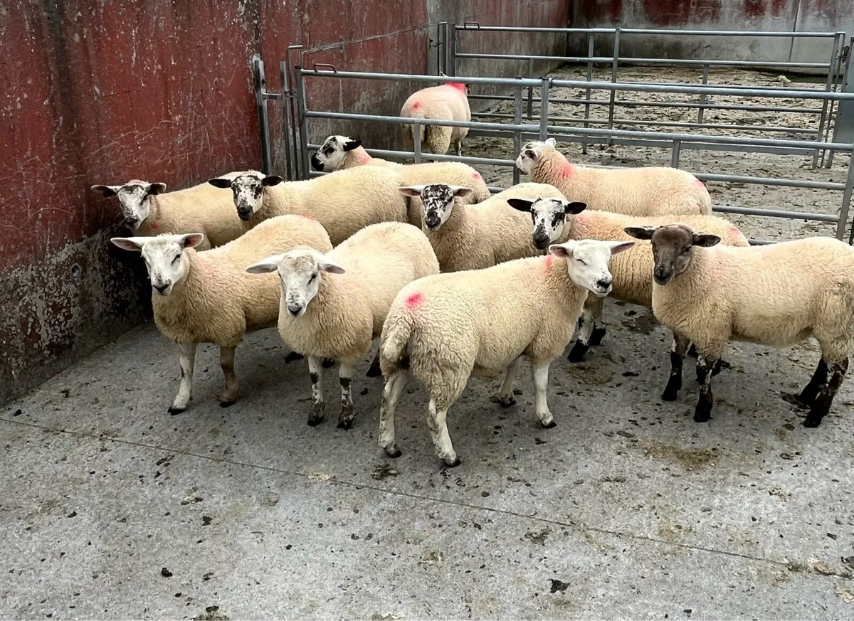 Ewe lambs - Image 2