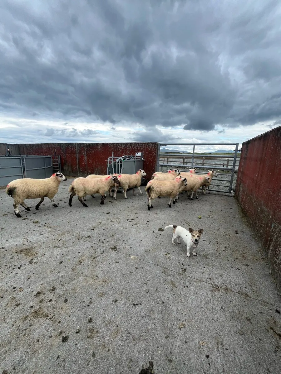 Ewe lambs - Image 3