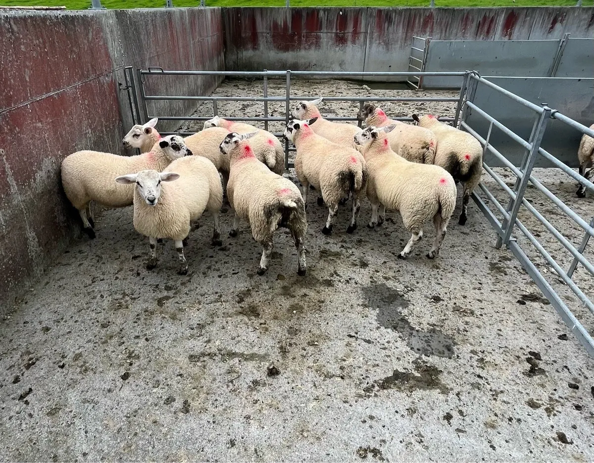 Ewe lambs - Image 4