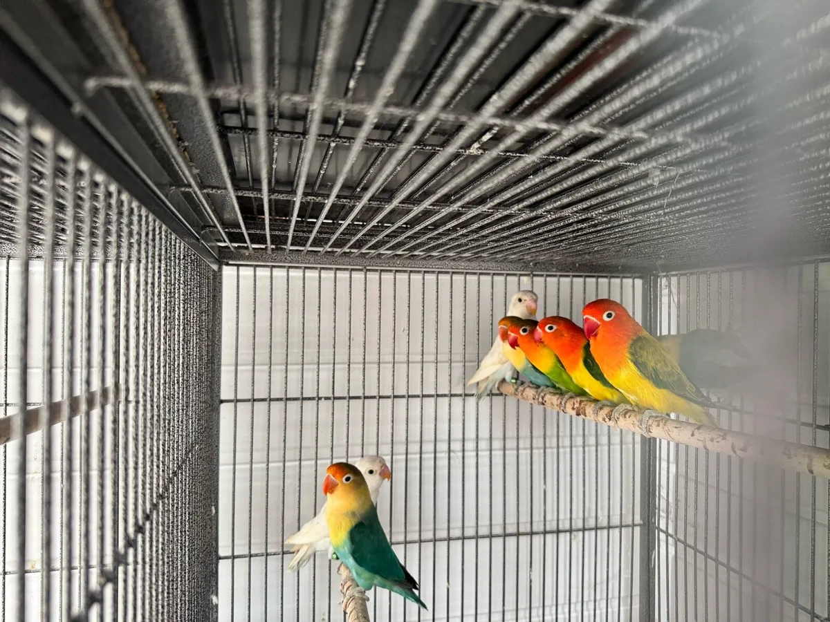Love birds - Image 1
