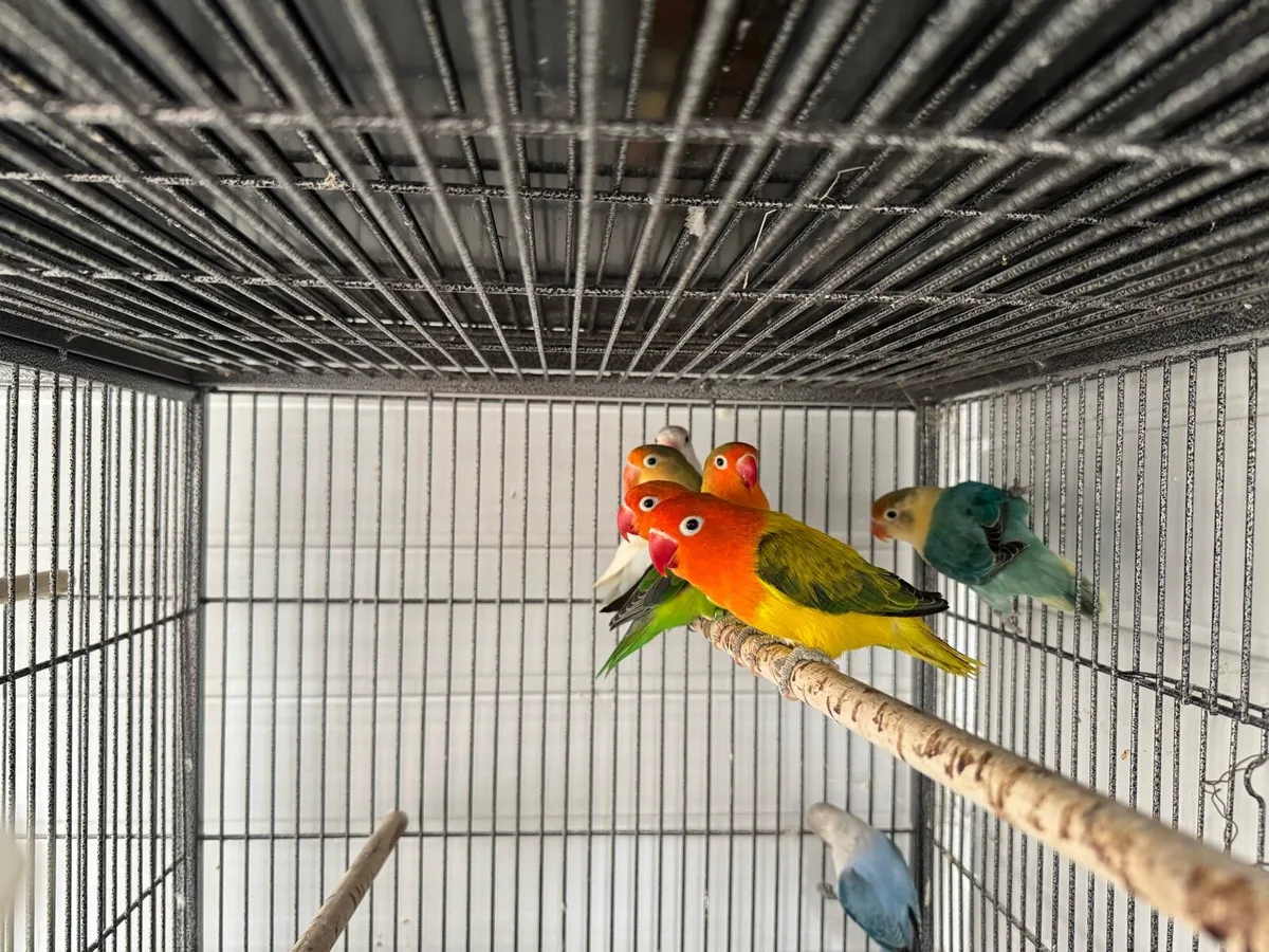 Love birds - Image 2