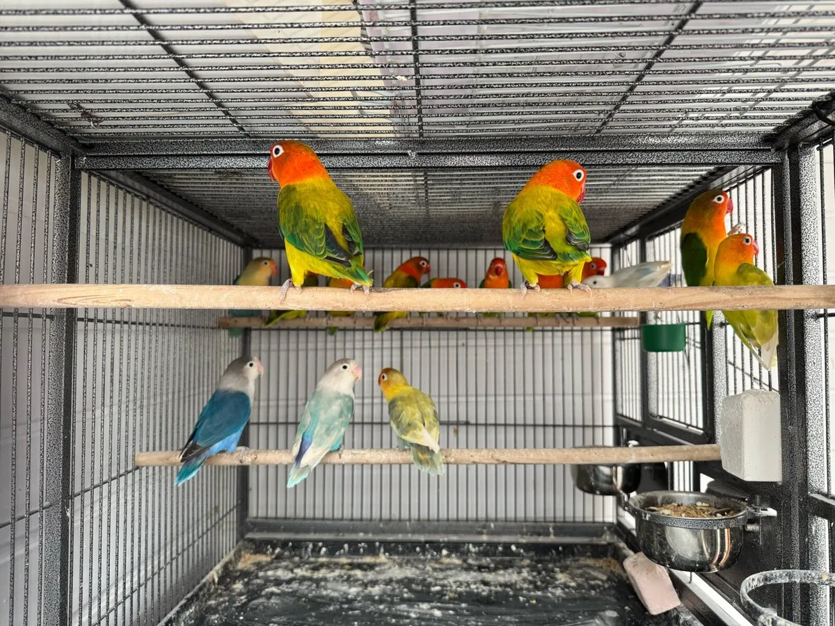 Love birds - Image 3