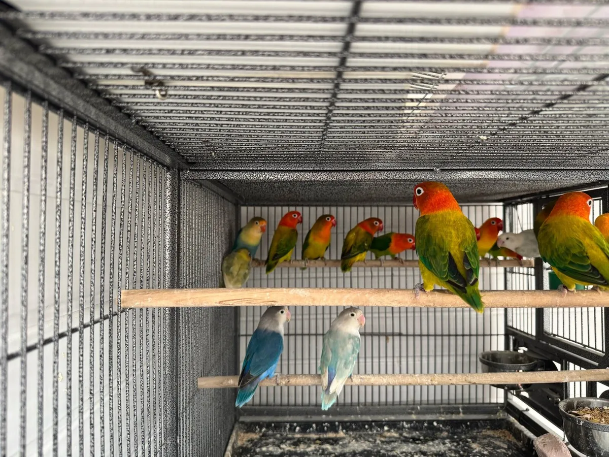 Love birds - Image 4