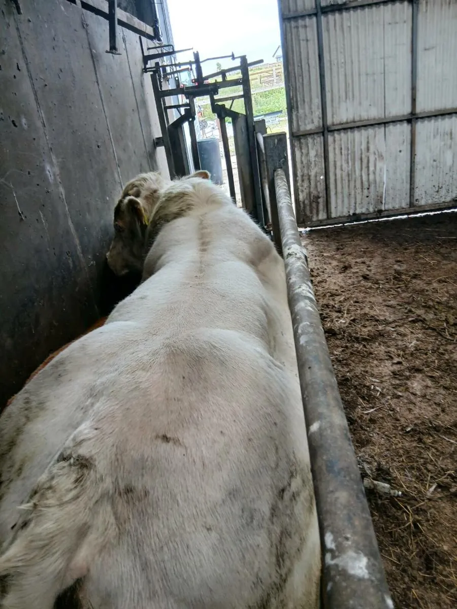 PB Belgian blue bull - Image 1