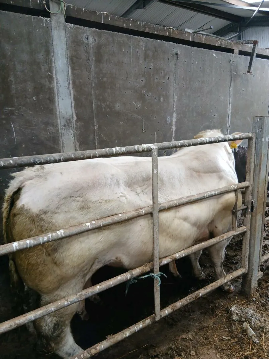 PB Belgian blue bull - Image 2
