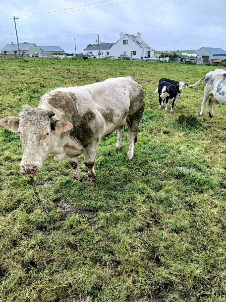 PB Belgian blue bull - Image 3