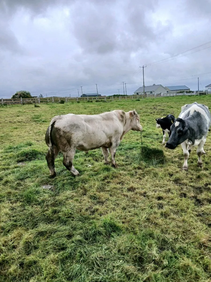 PB Belgian blue bull - Image 4