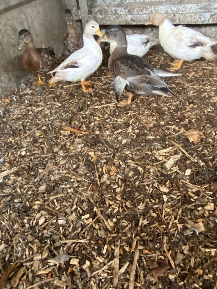 Call ducks - Image 1