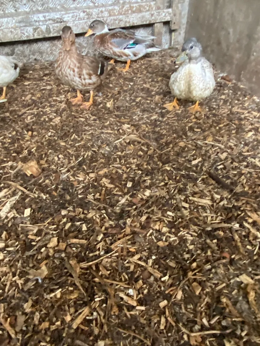 Call ducks - Image 2