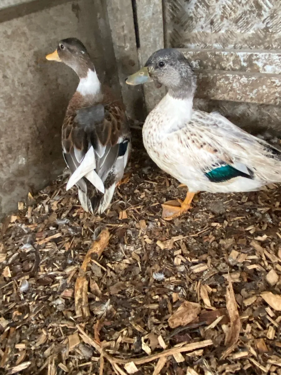 Call ducks - Image 3