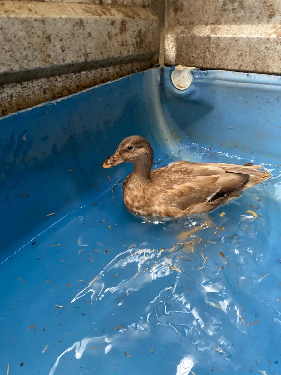 Call ducks - Image 4