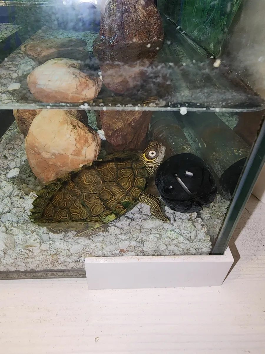 Turtle - Image 3