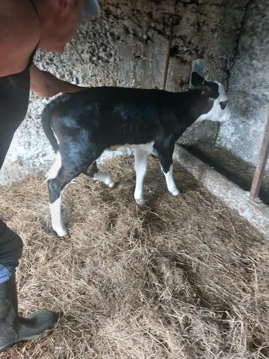 Hereford heifer calves - Image 1