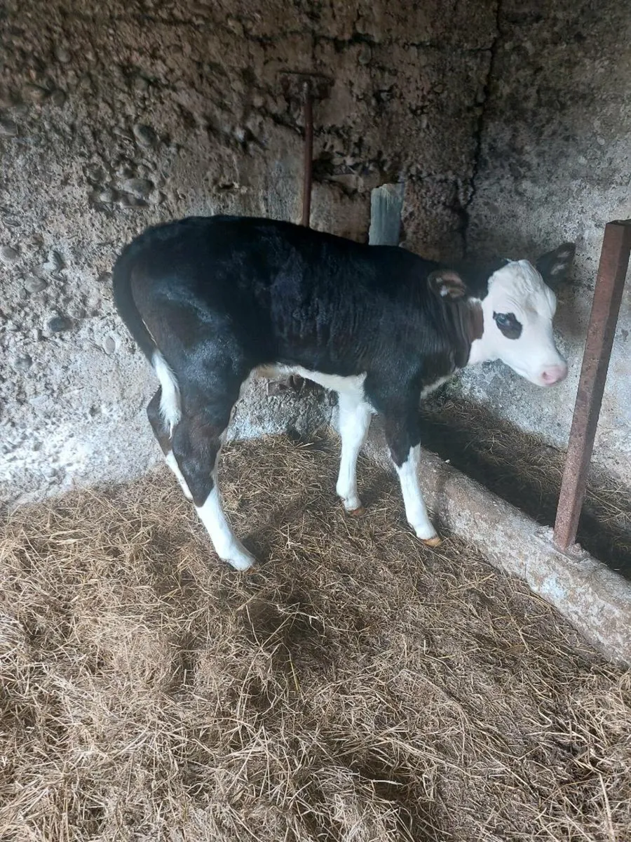Hereford heifer calves - Image 2