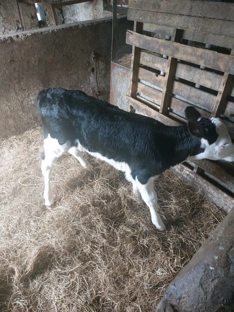 Hereford heifer calves - Image 3