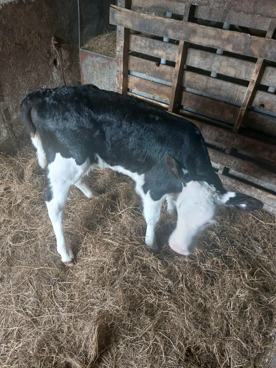 Hereford heifer calves - Image 4