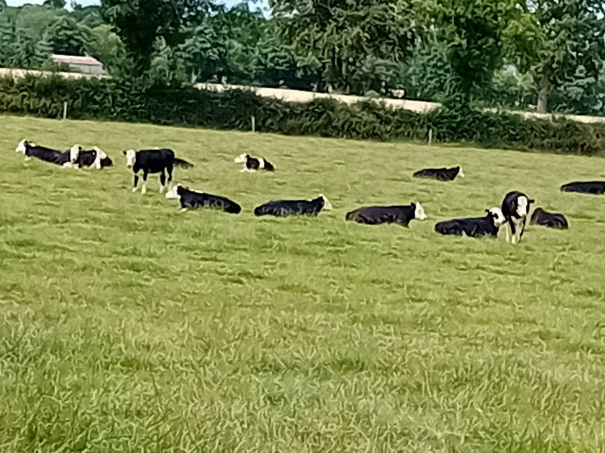 Herdford Heifers - Image 1