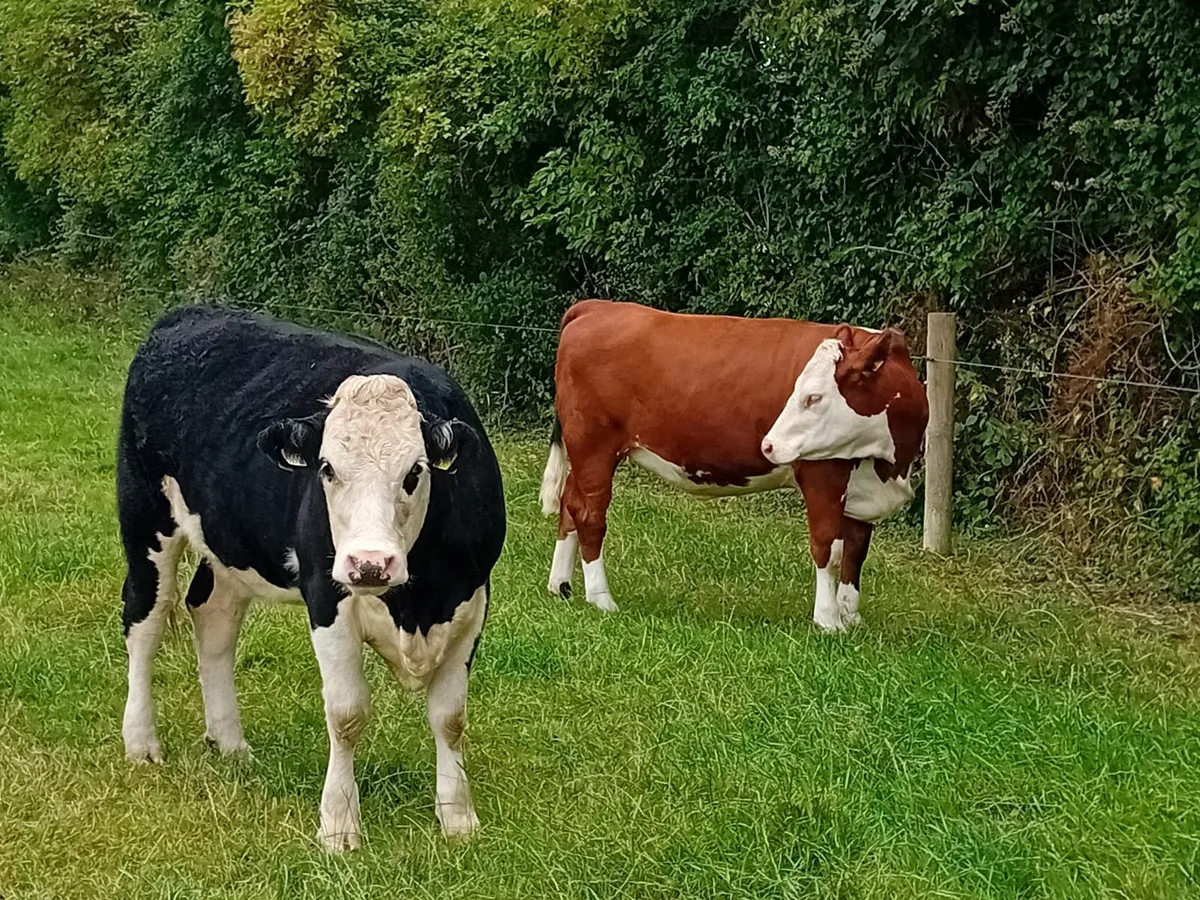 Herdford Heifers - Image 2