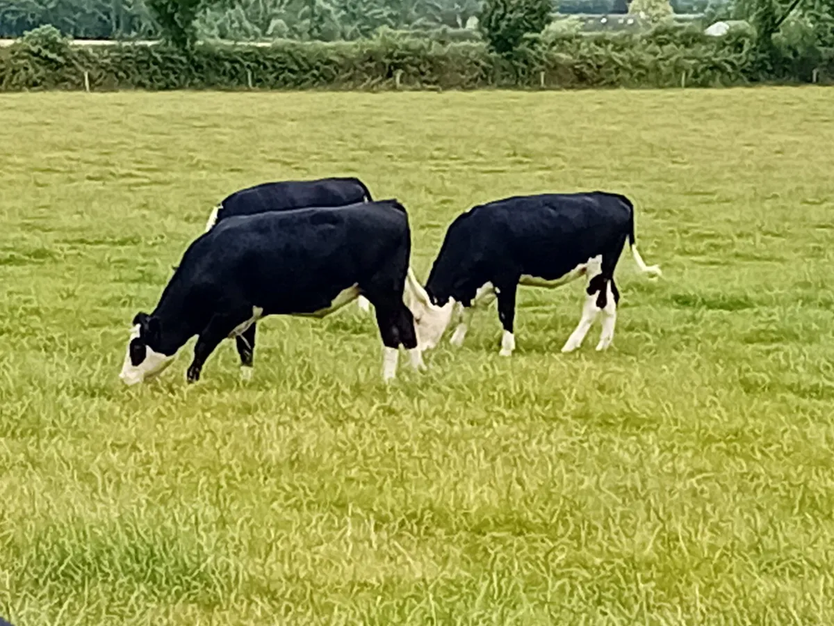 Herdford Heifers - Image 3