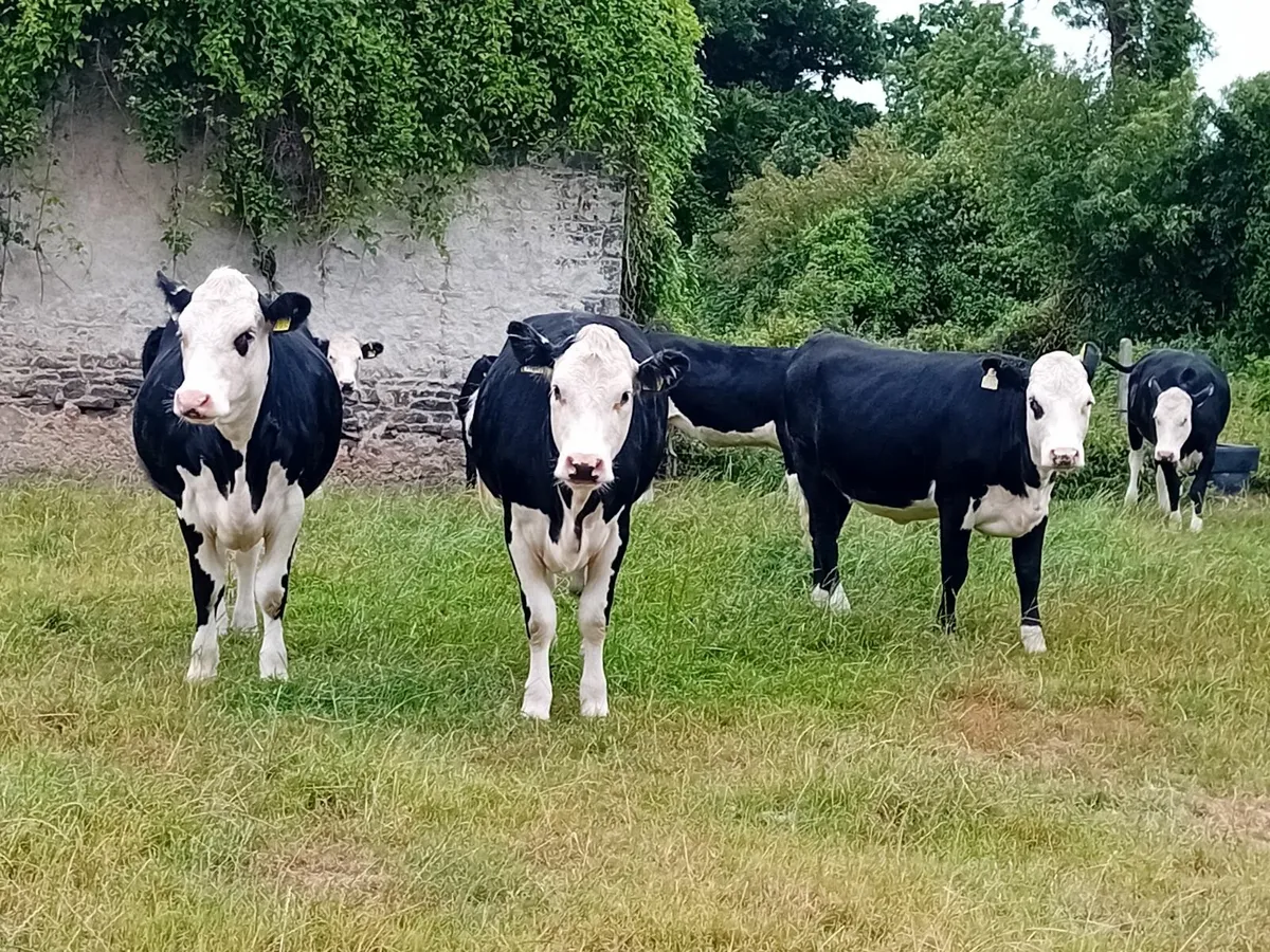 Herdford Heifers - Image 4