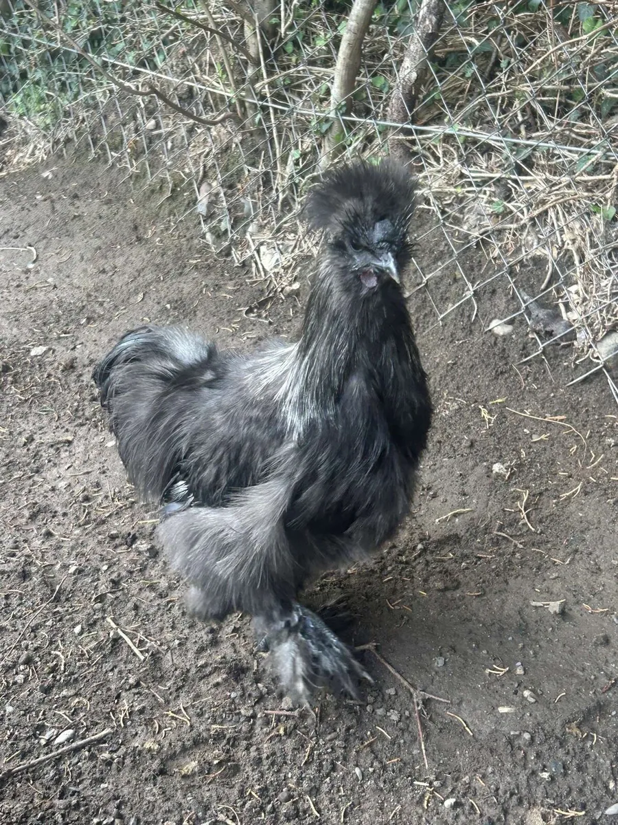 Silkie Rooster - Image 1