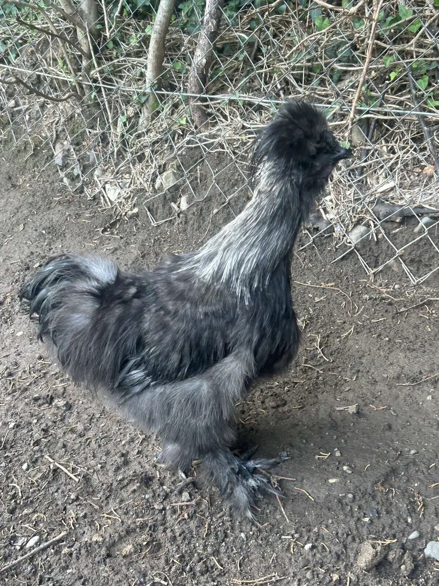 Silkie Rooster - Image 2