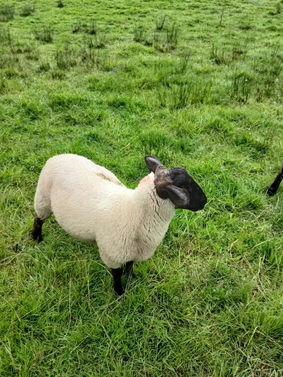 Ram lambs - Image 1