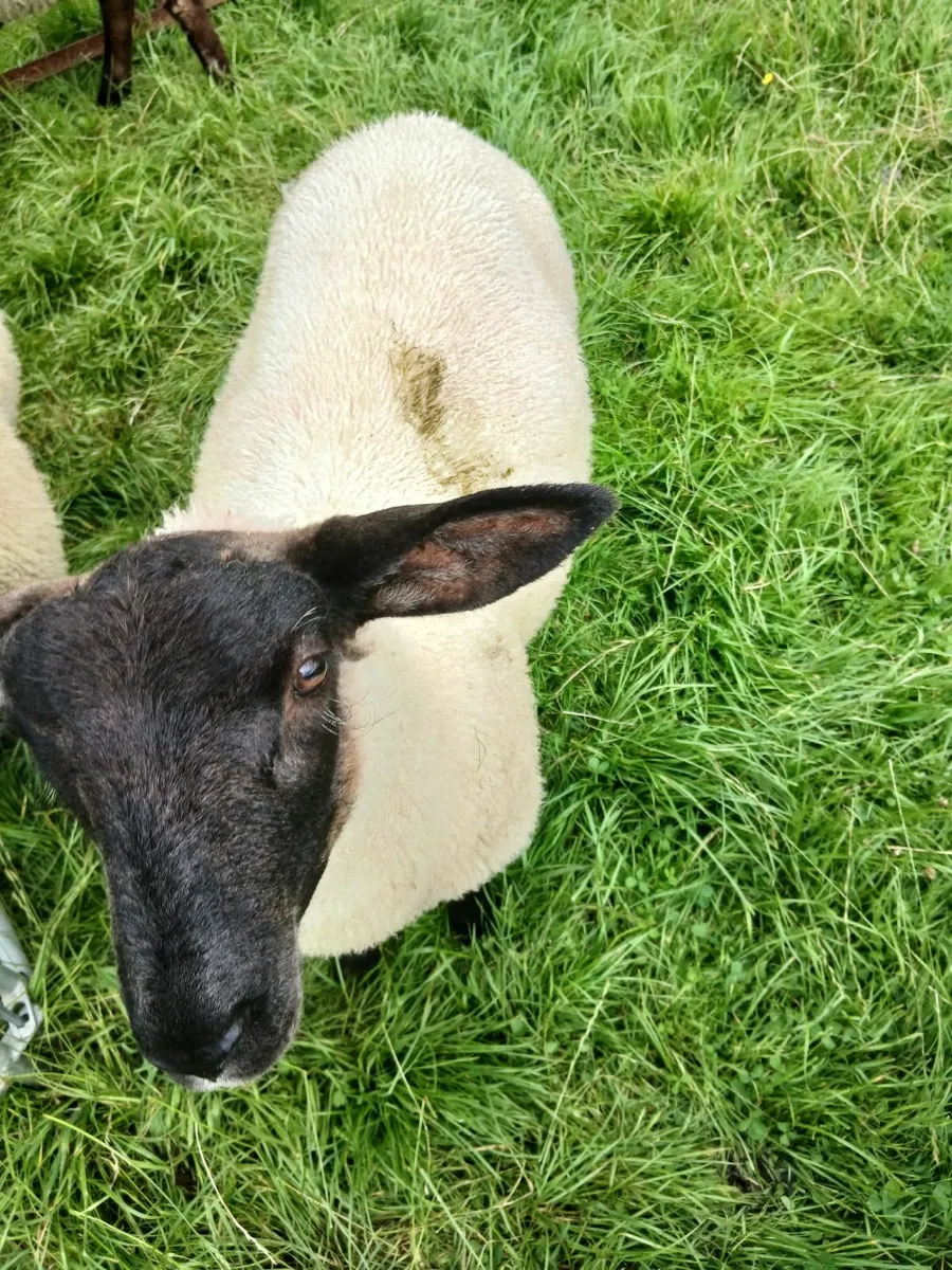 Ram lambs - Image 2