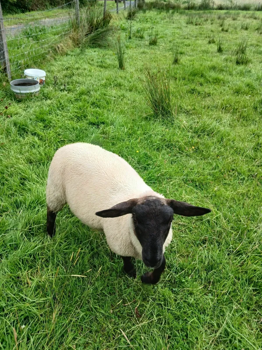 Ram lambs - Image 3