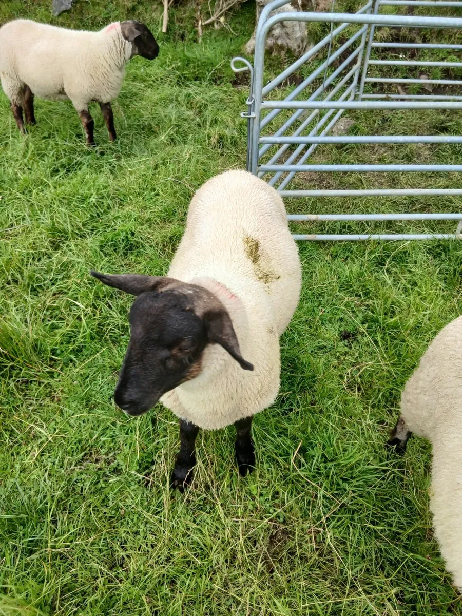 Ram lambs - Image 4