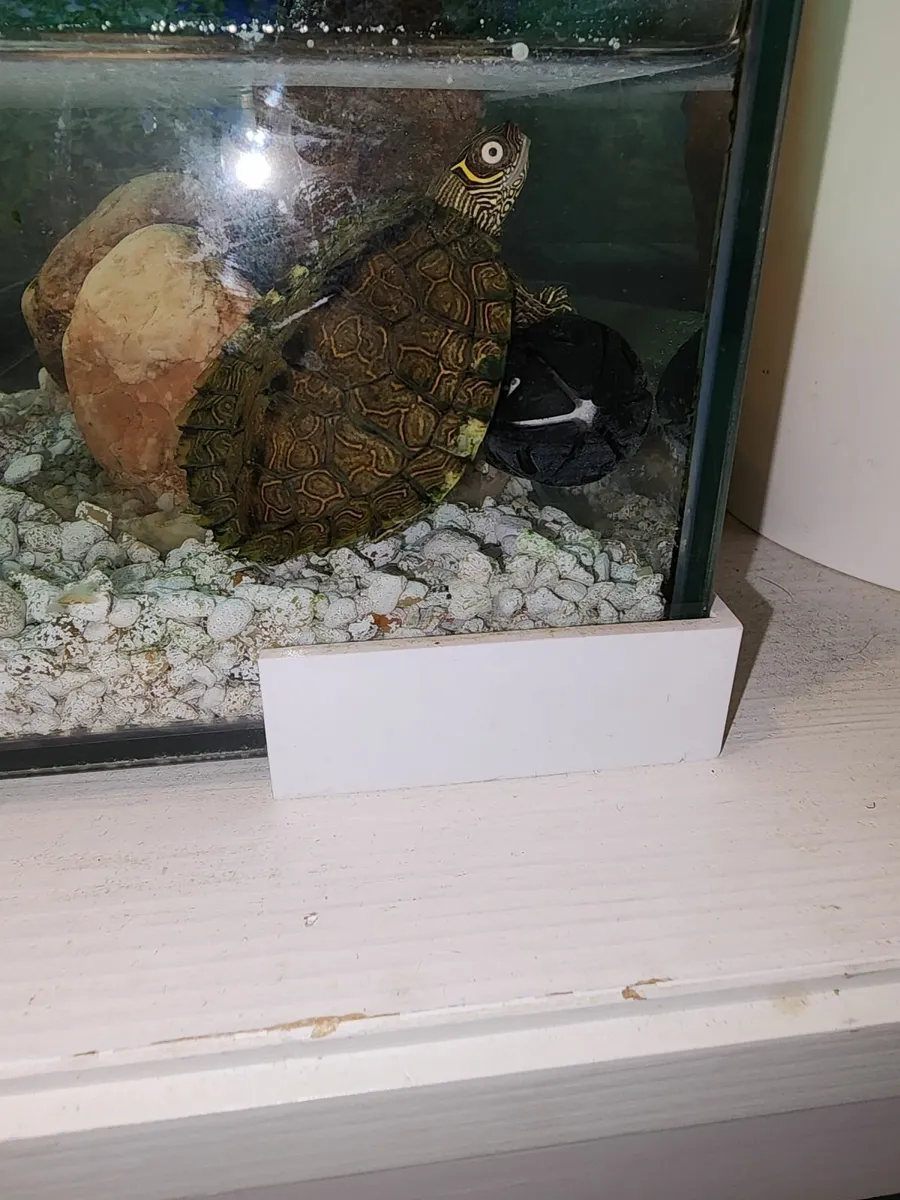 Turtle - Image 2