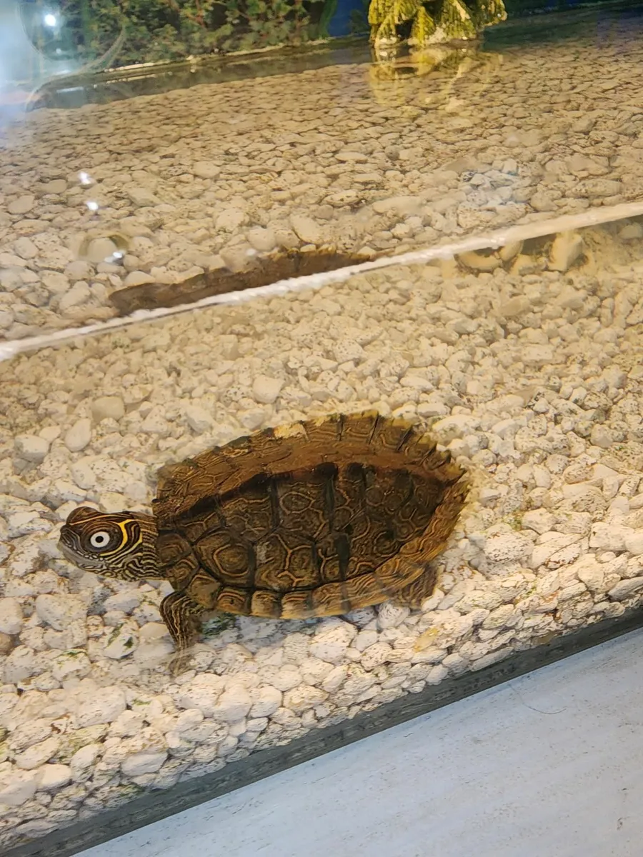 Turtle - Image 1