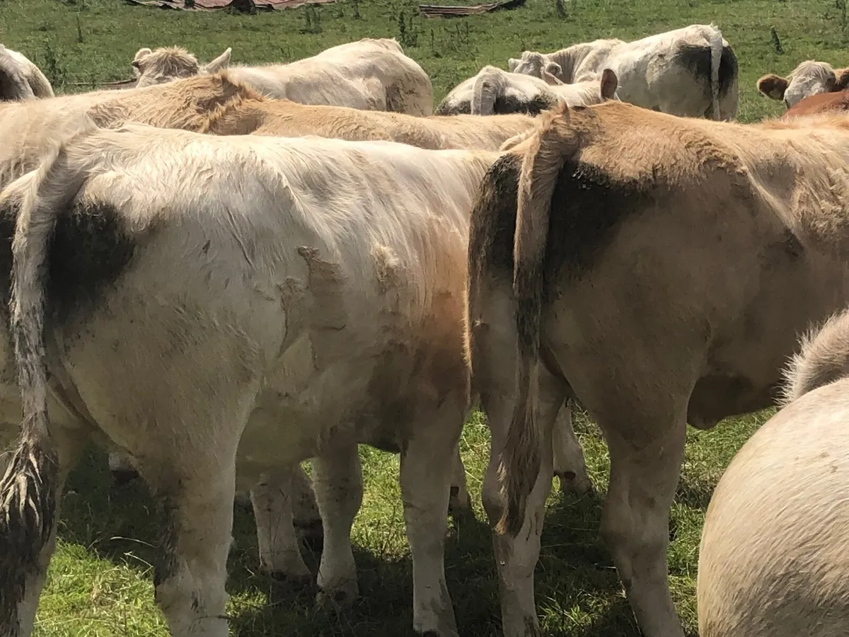 52 outstanding 500 kg charlie heifers - Image 2
