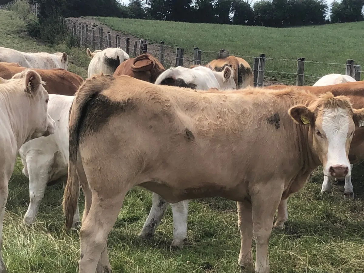 52 outstanding 500 kg charlie heifers - Image 3