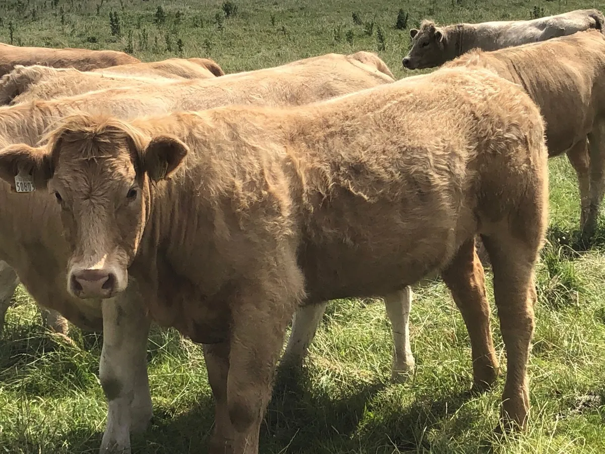 52 outstanding 500 kg charlie heifers - Image 4